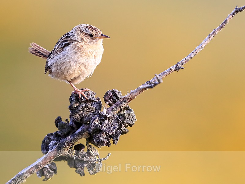 Falkland Grass Wren perched close, Carcass Island, Falklands - Falkland Grass Wren