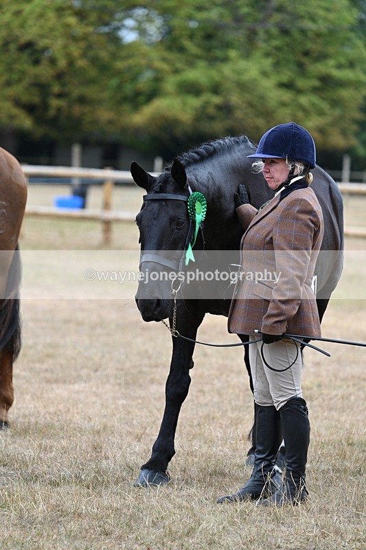 WJ7_0198 - Class 5a Most Handsome Gelding (above 14.2hh)