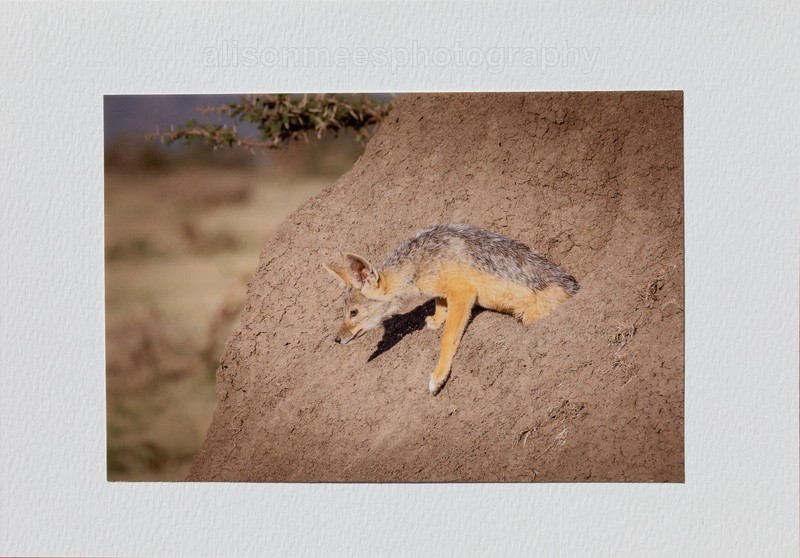 026 Jackal - For Sale - Handmade Cards £2.50 each