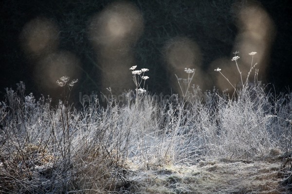 Winter plants_ FL075 - Wild Flowers,  plants & Fungus photography, Great Britain