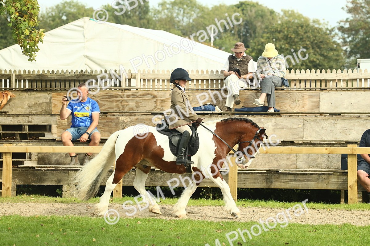 SBM_68191 - S58 - Mini Show Cob Ridden