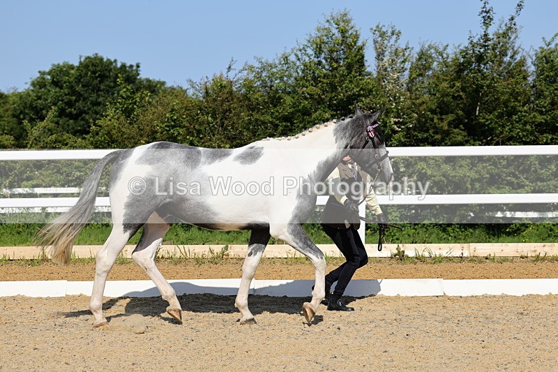 1X9A0741 - Class 4: Youngstock 1, 2, 3 year old to exceed 153cm