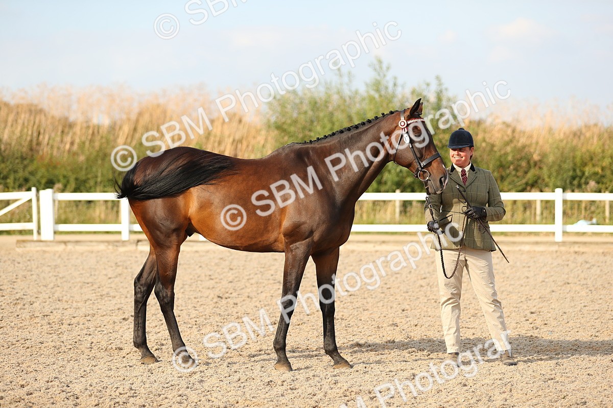 SBM_08660 - Class 28 - IH Veteran Horse