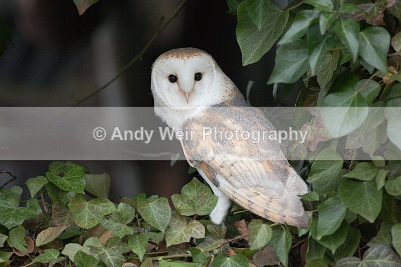 20110312-IMG_1357-103 - Barn Owl