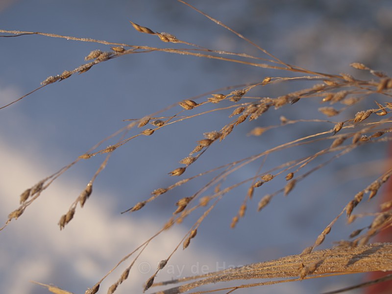  - Winter's Sparkle