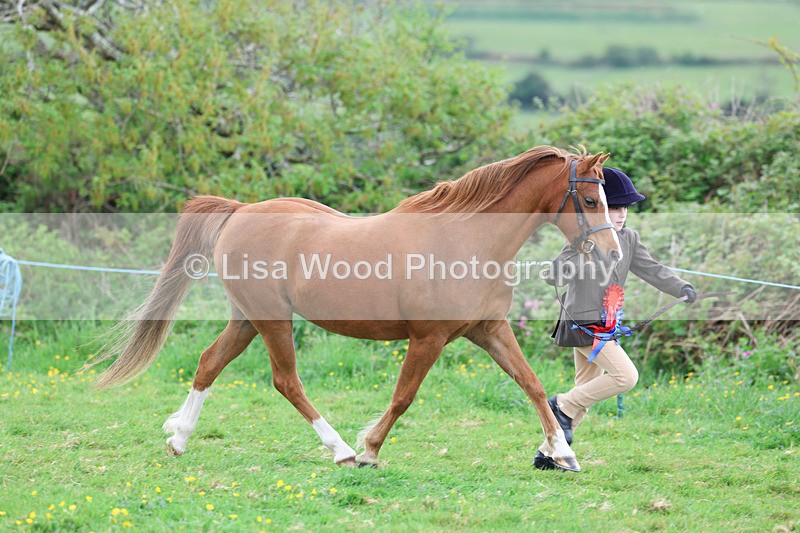 3E7A0818 - In Hand Championship
