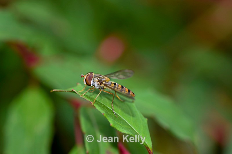 Hoverfly - DSC_4682_00023 - Insects