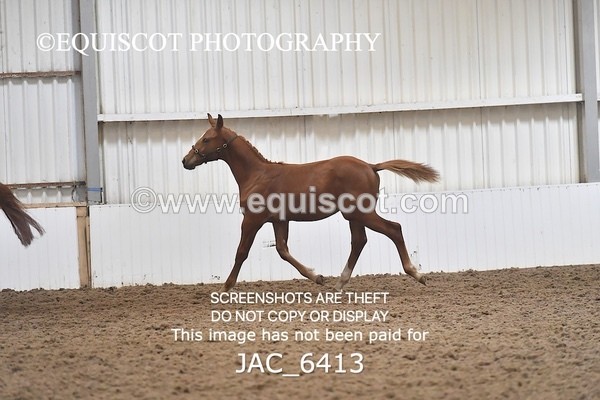JAC_6413 - 19 Luca