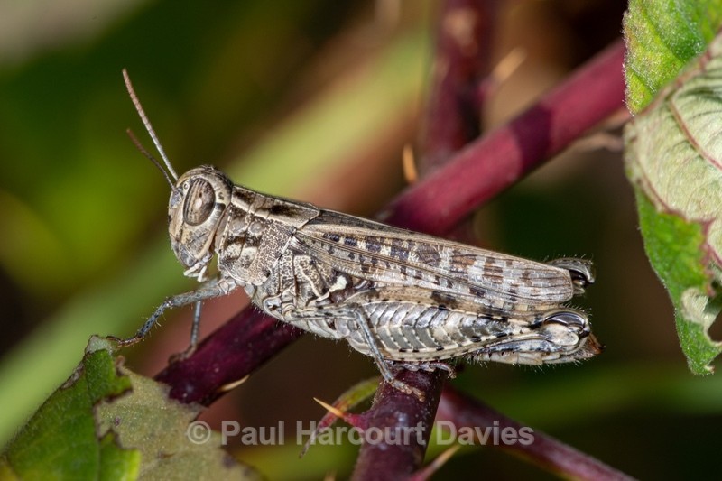 Woodland grasshopper (Omocestus rufipes) - Insects, Spiders and other Animals