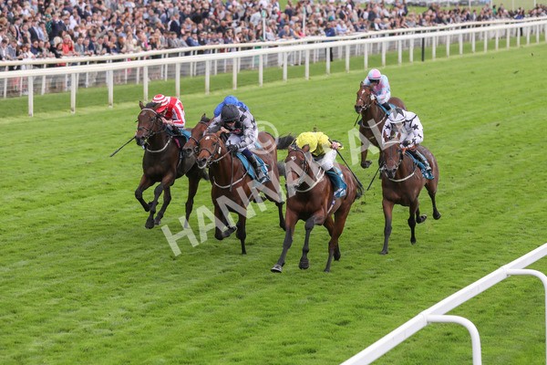 230923-Race 3-Politico-5293 - Race 3 3.10pm Happy 60th Birthday Angela Clark Nursery Handicap