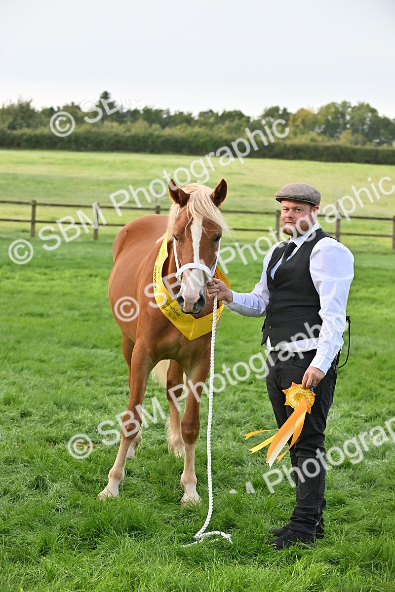 SBM_55378 - S44 - Youngstock In Hand