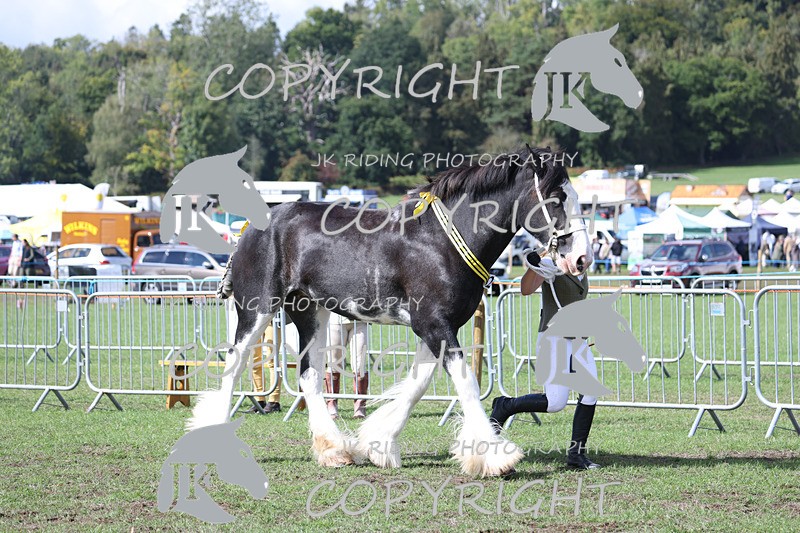 APP_3454 - Class 6 Young Handlers