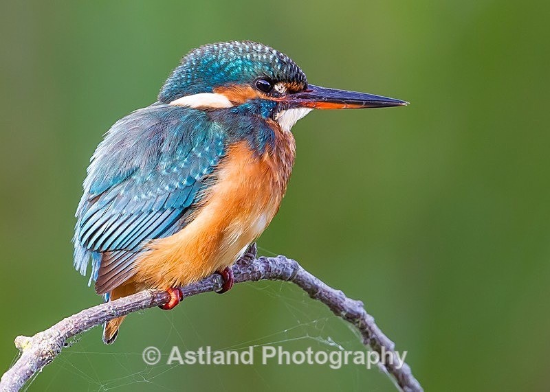 Astland Photography, Bird and Wildlife Images, Susan and Peter Wilson, U.K.