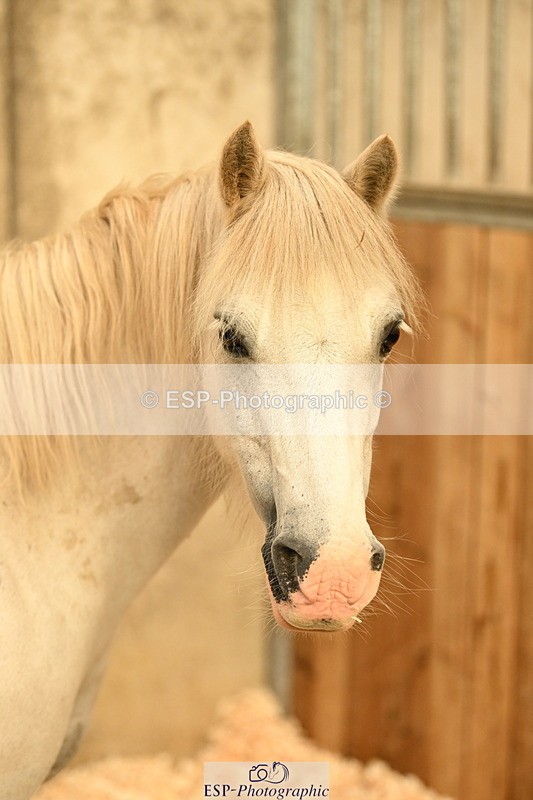 240809A-084644-00009 - Stable Shots