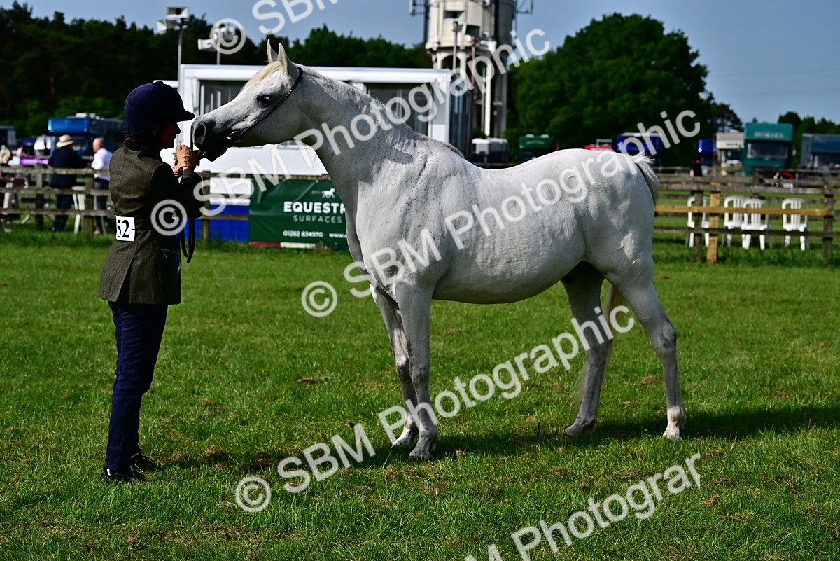 SBM_01041 - Class 46-49 - Arab and Part Bed-Anglo Arab In Hand