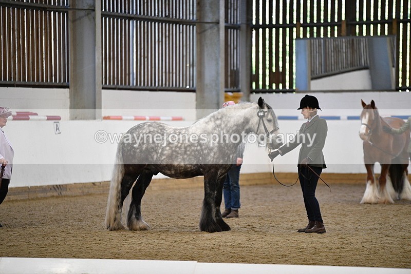 WJ5_5515 - Class 8 In hand cob