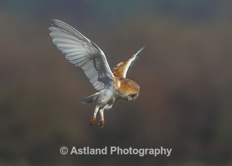 Barn Owl - Latest Images