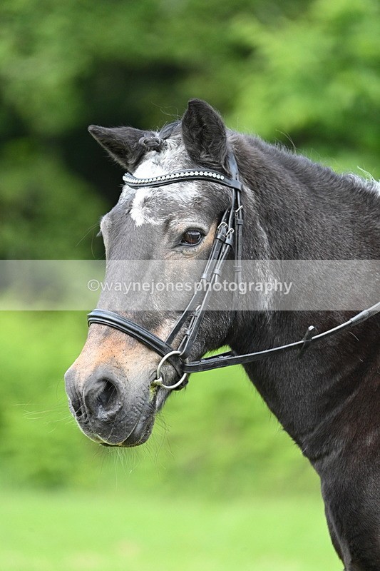 WJ7_1661 - Class 11 Condition & Turnout