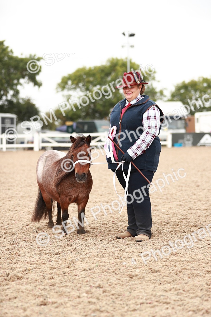 SBM_11931 - Class 206 IH Non Show Type Pony