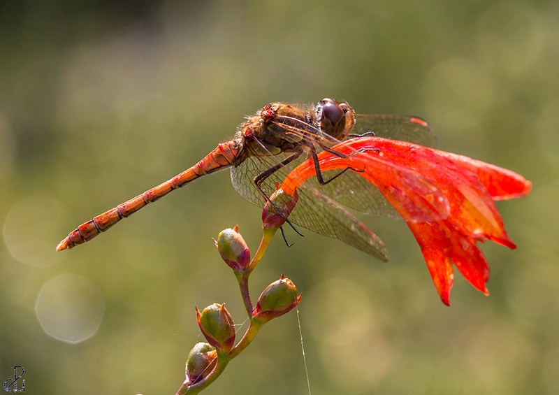 Macro photography by Diana Uzun