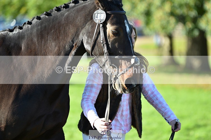 231022-104536-22720 - 483-LOPSHILL.ANNIE-Katie.Timberlake-TrotUp+SJ