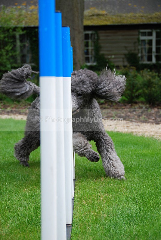  - Poodles