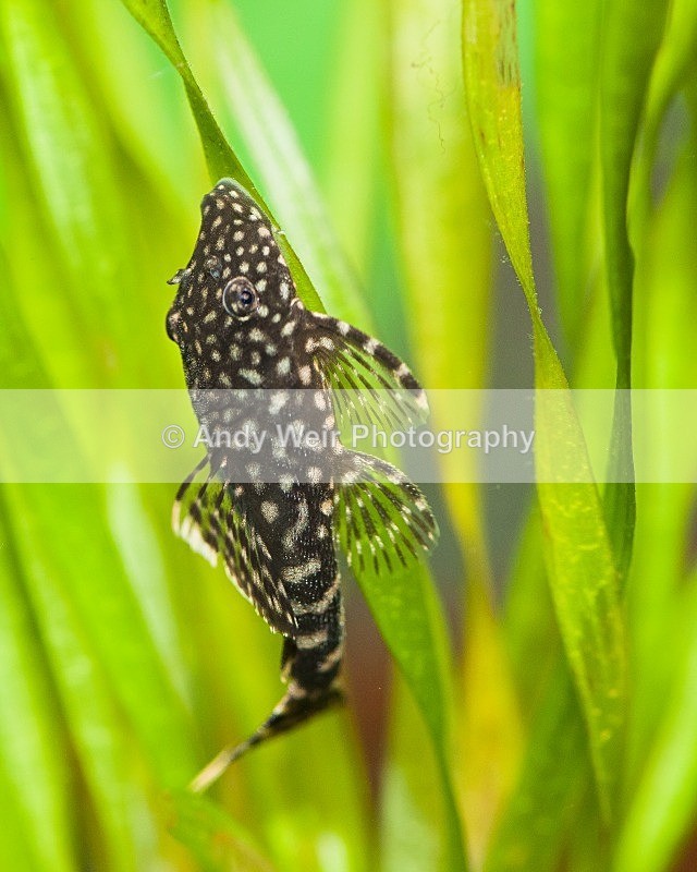20110918-_MG_6440 - Fish