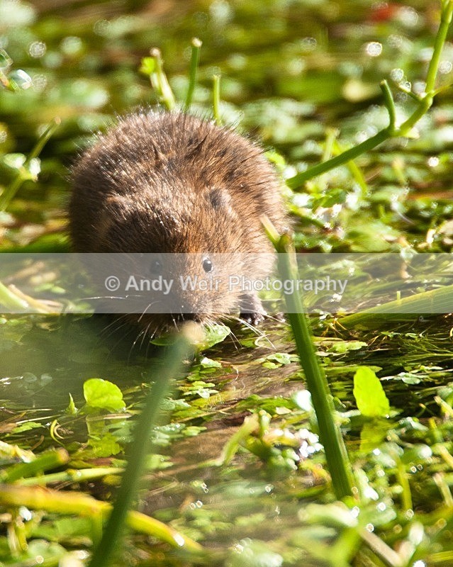 20090907-151 - Water Vole