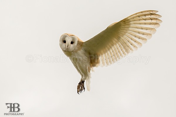 wow march-46 - Birds of Prey