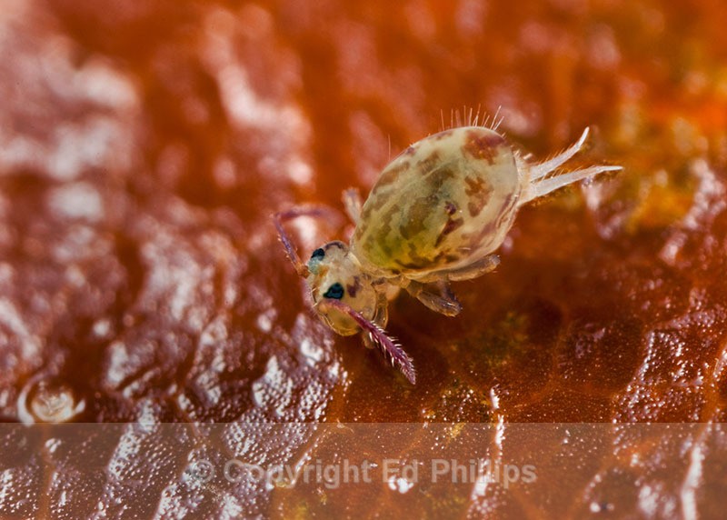 Dicyrtomina ornata - Dicyrtomina ornata