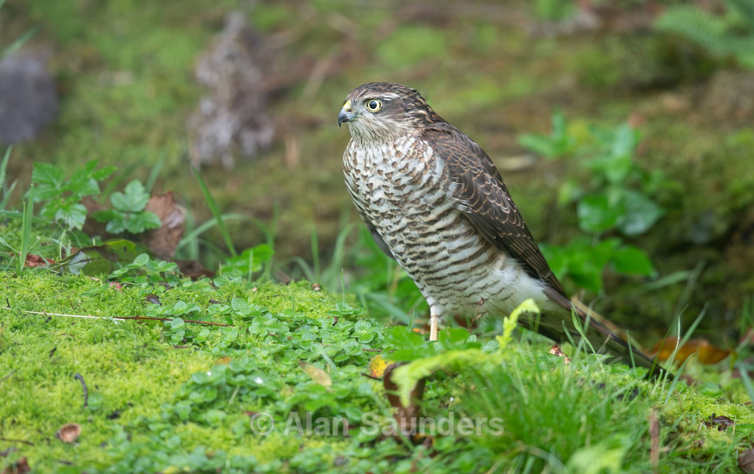 Eurasian Sparrowhawk 7 (juvenile)