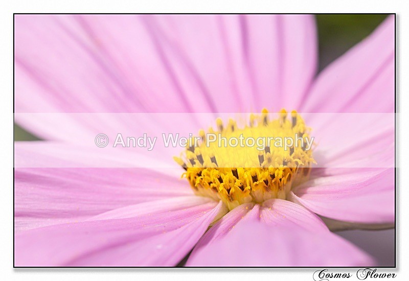 190716-untitled-1L4A2439-Edit - Plants & Flowers