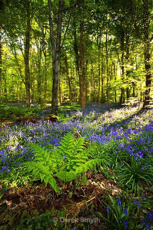 Morning Light - Bluebells In Bloom