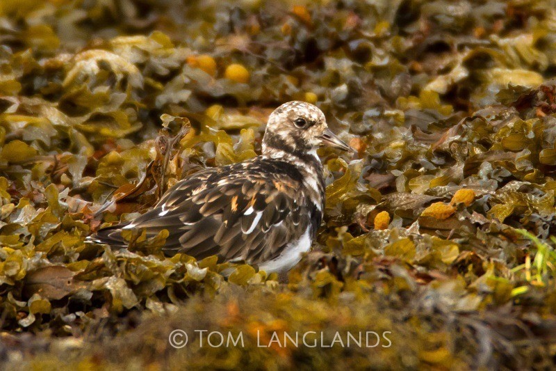 Turnstone - Waders