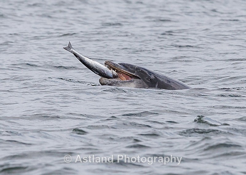 Astland Photography, Bird and Wildlife Images, Susan and Peter Wilson, U.K.