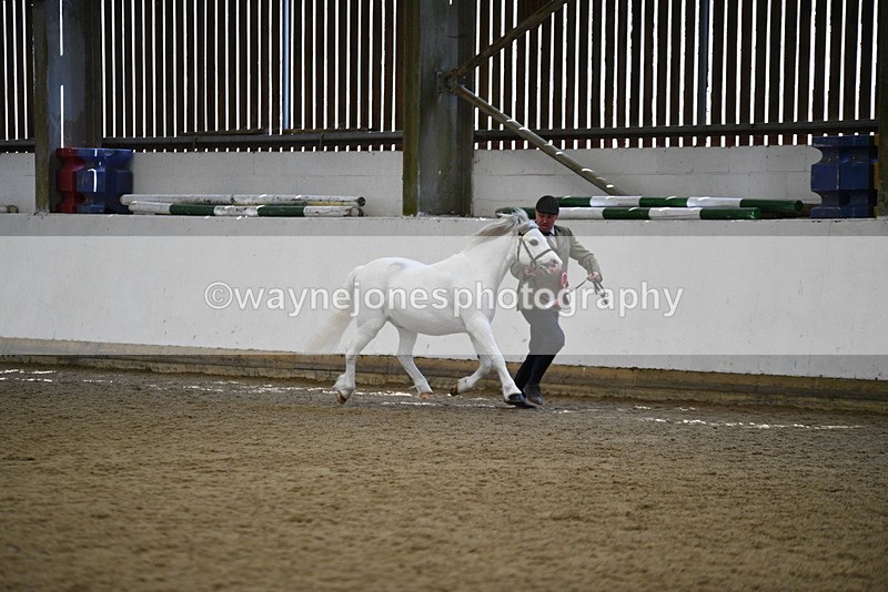 WJ5_5616 - Morning in hand Championship