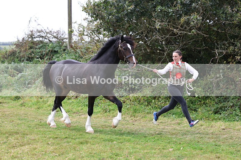 3E7A5703 - In Hand Championship