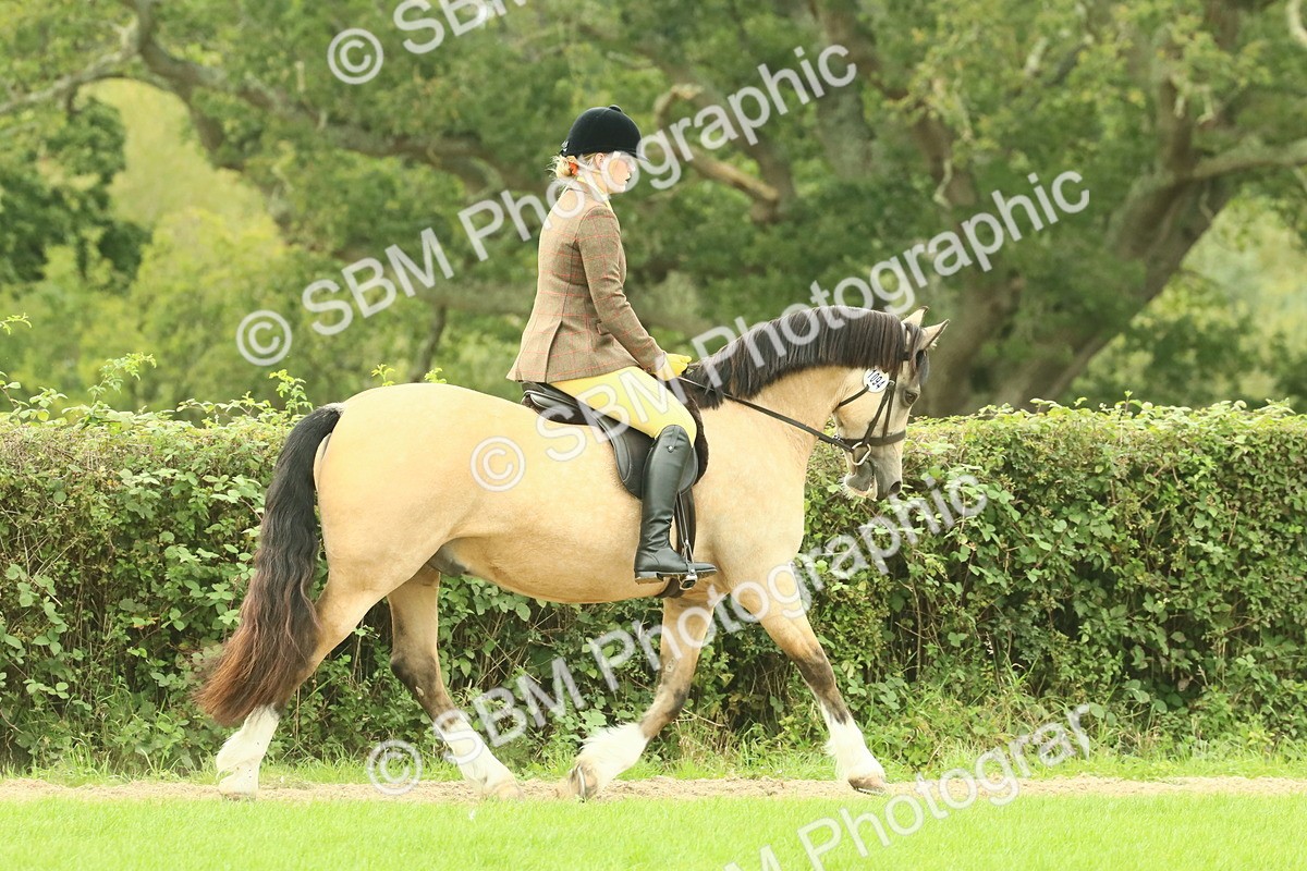 SBM_71846 - S60 - Mountain & Moorland Ridden Large Breeds