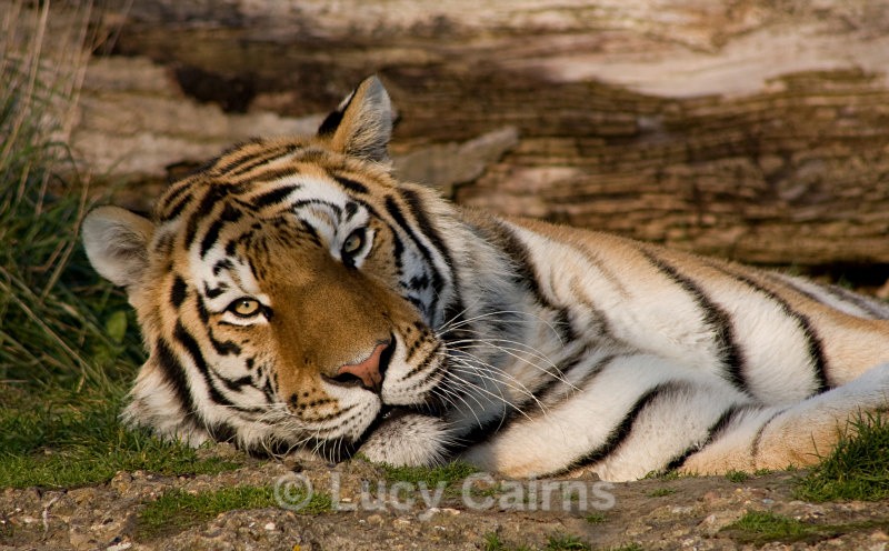  - Big Cats