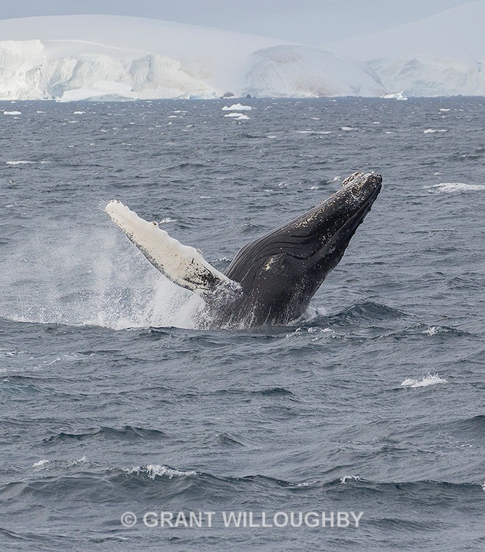  - Antartica
