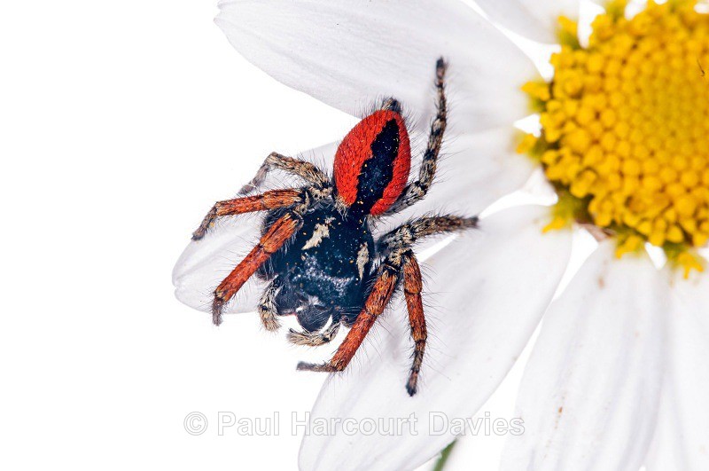 jumping spider (Philaeus chrysops) MYN - Small Creatures - WB