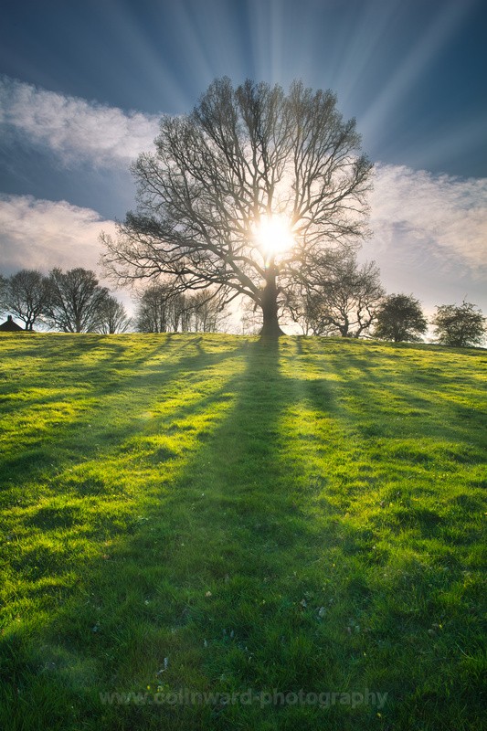 Sun Rays through a Oak Tree.   ref 9866 - County Durham