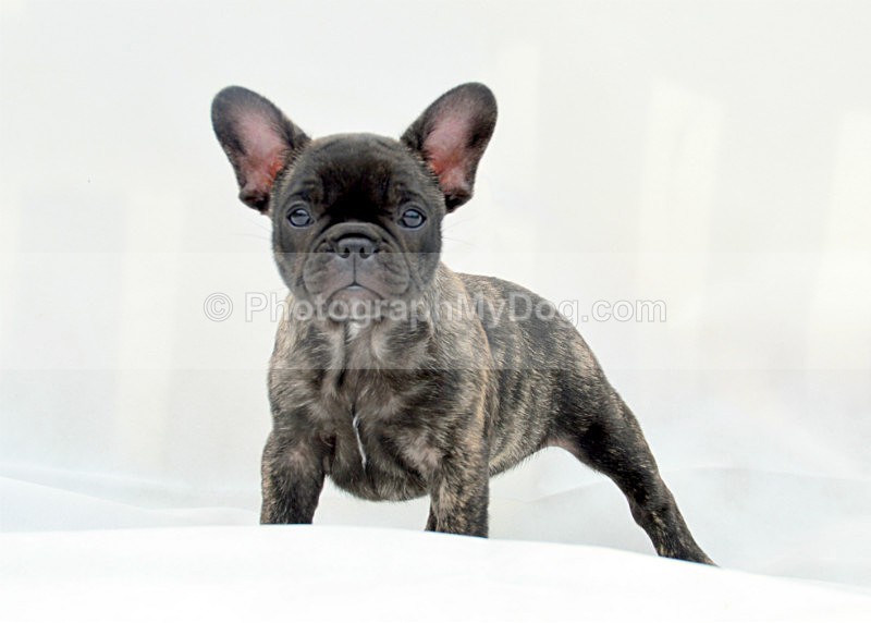  - French Bulldogs