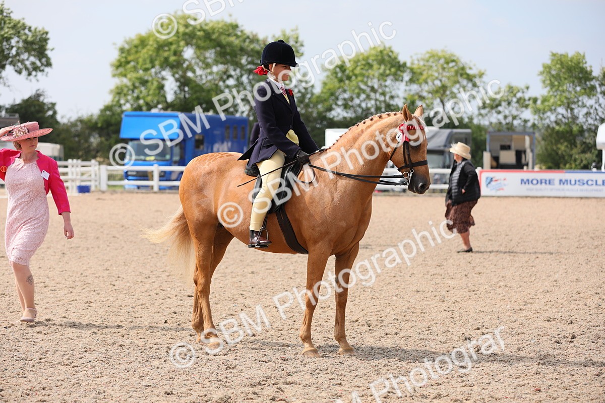SBM_15611 - Class 311 Ridden Show Pony/ Show Hunter Pony
