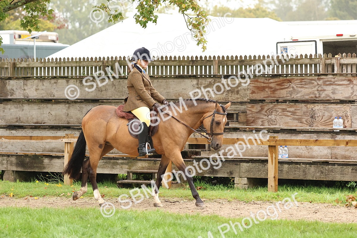 SBM_72969 - S63 Show Pony & Show Hunter Pony Ridden