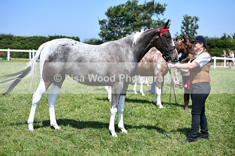 DSC_7554 - Class 63: Coloured Horse Youngstock