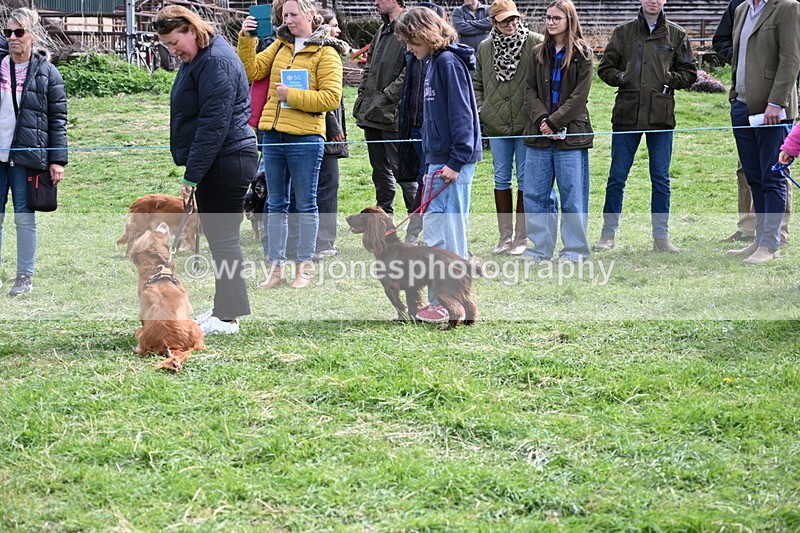 WJ6_8793 - Class 8 Best Working / Gun Dog or Bitch