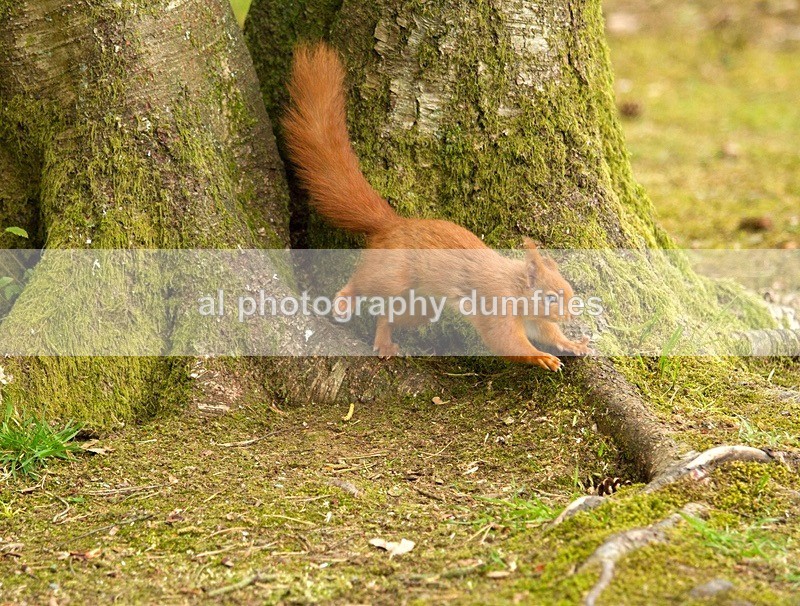 Red Squirrel 6 (disambiguation). - Eskrigg Nature Reserve Lockerbie