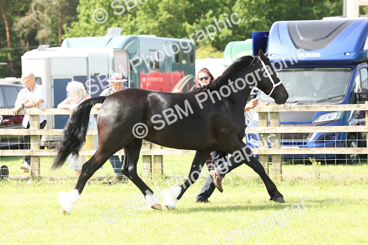 SBM_02236 - Class 6-13 - Mountatin and Moorland In Hand Welsh Breeds