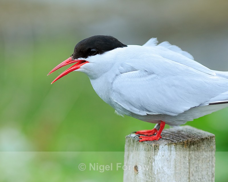 Arctic Tern perched on post, Farne Islands - Arctic Tern